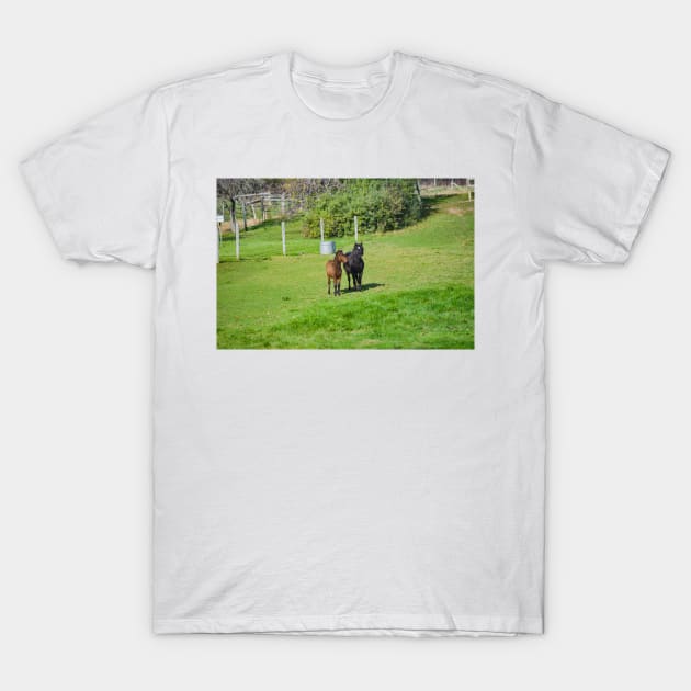 A pair of Ponies, Shetlands of Flamborough T-Shirt by srosu